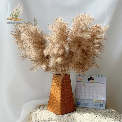 Dried Pampas Grass Home Decor Plant